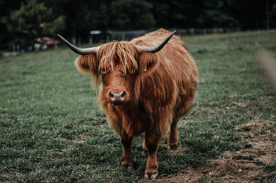 Highland in field Photograph by Caroline Beall - Fine Art America