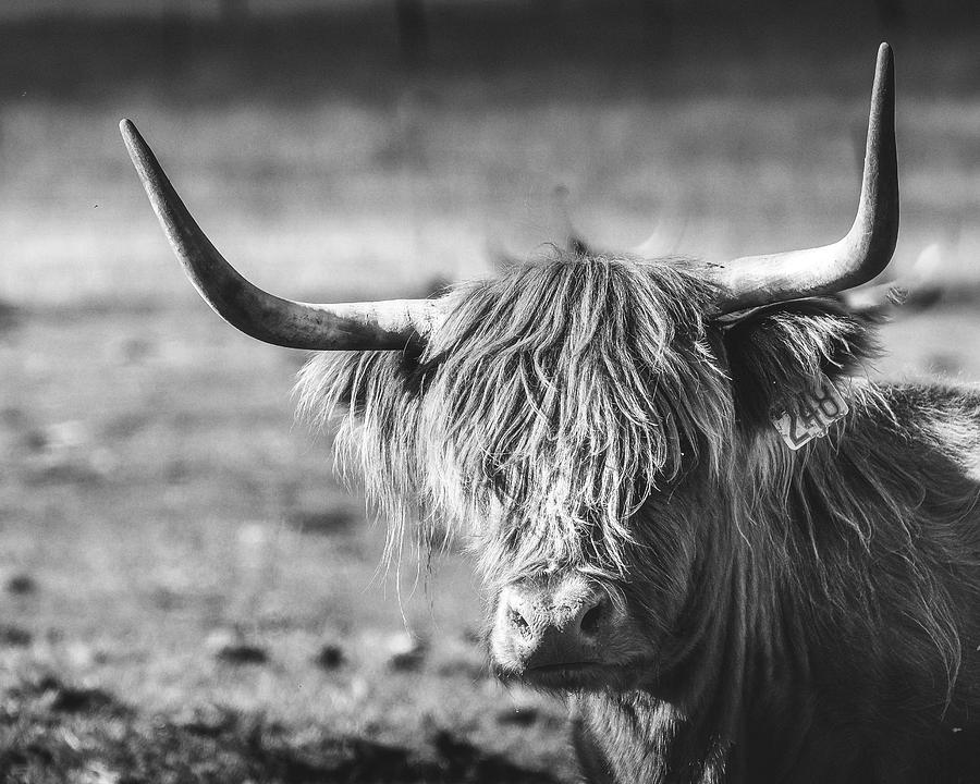 Highland Mama Photograph by Danette Steele