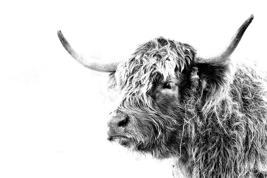 Black And White Photograph - Highland Mug Shot by Michael Morse