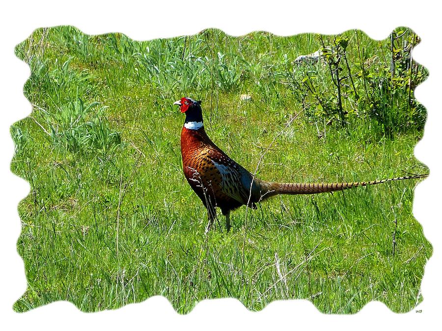 Highland Ring-necked Pheasant Photograph by Will Borden