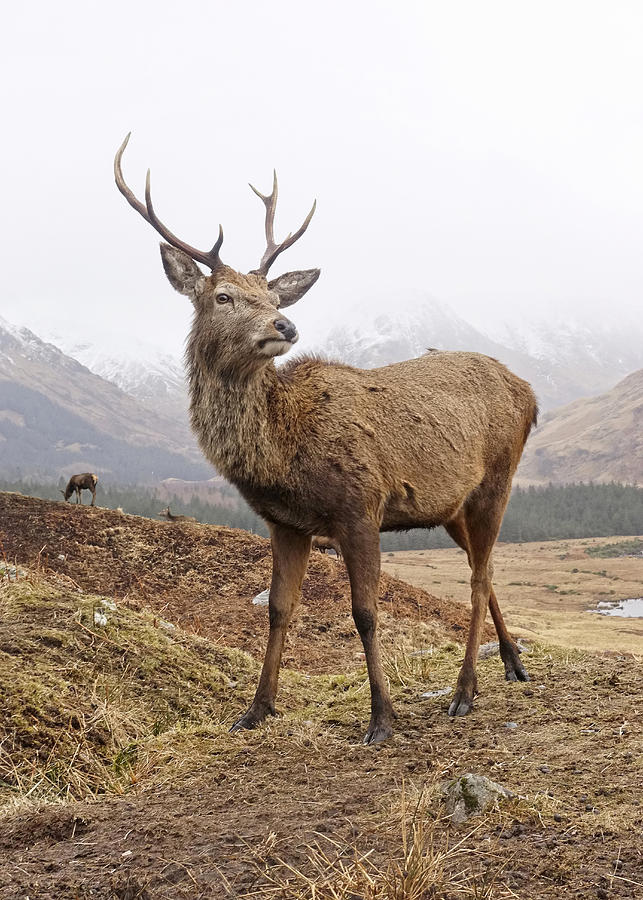 Highland stag close up Photograph by Peter Mulligan