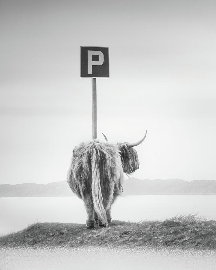 Black And White Photograph - Highland Visitor 2 by Dorit Fuhg