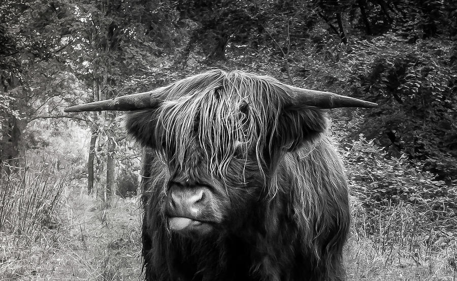 Highlander Attitude In Black and White Photograph by Nicklas Gustafsson