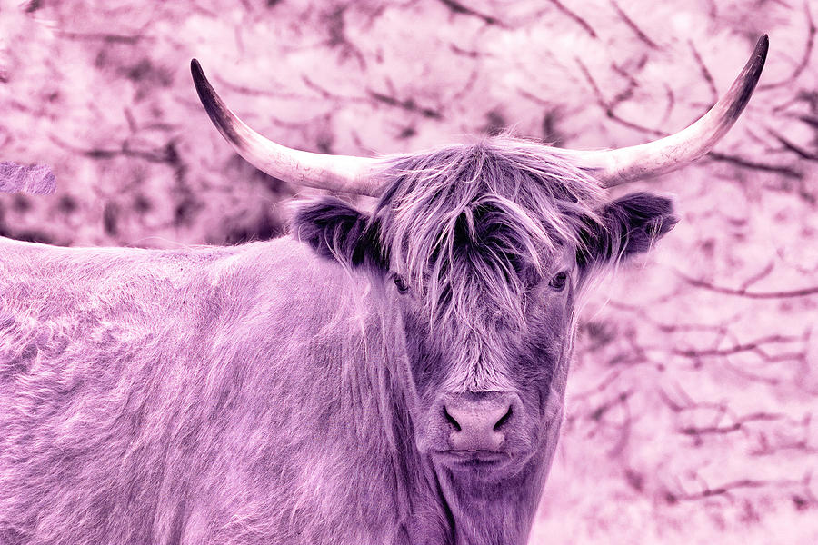 Highlander Bull Photograph by Eggers Photography