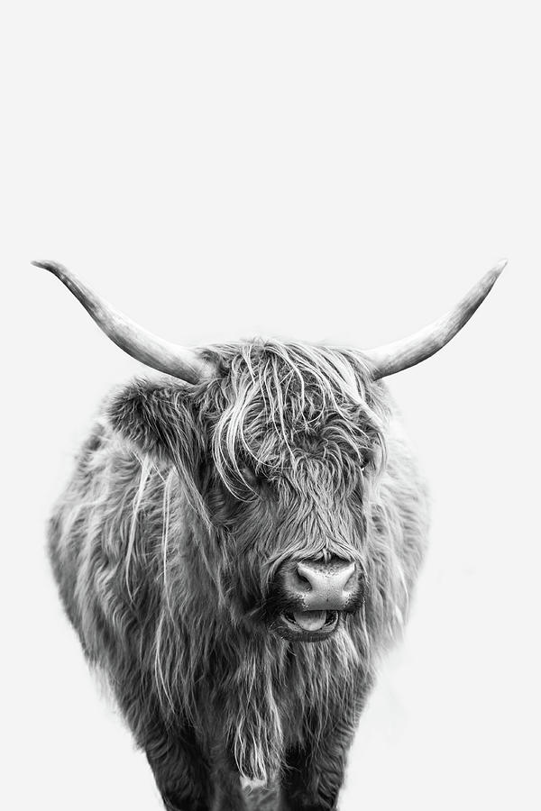 Highlander Cow Photograph by Dale Kincaid