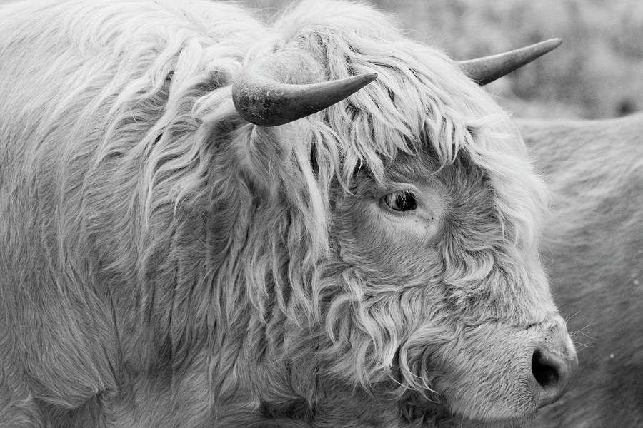 Highlander Cow Photograph by Eggers Photography