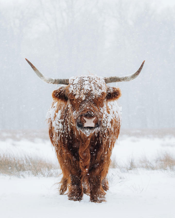 Highlander cow in the snow Photograph by Patrick Van Os