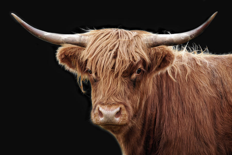 Highlander Cow Photograph