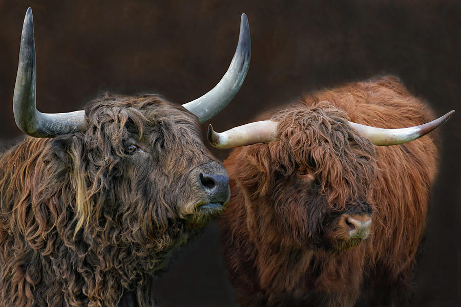 Highlander - Father Bull And Son Bull Photograph