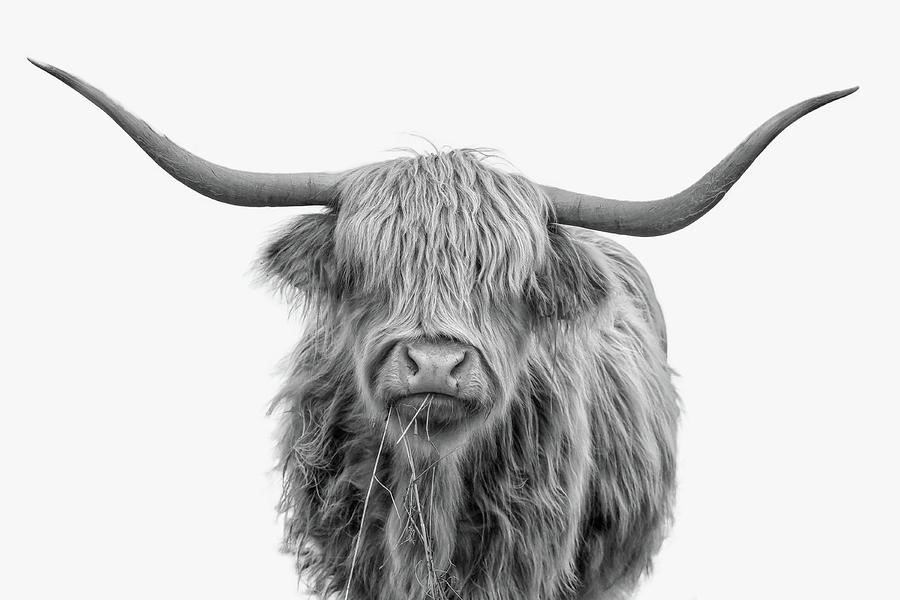 Highlander Hairy Cow Photograph by Dale Kincaid