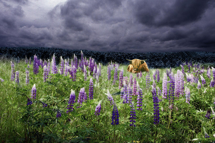 Highlander in the Lupine Photograph by Wayne King