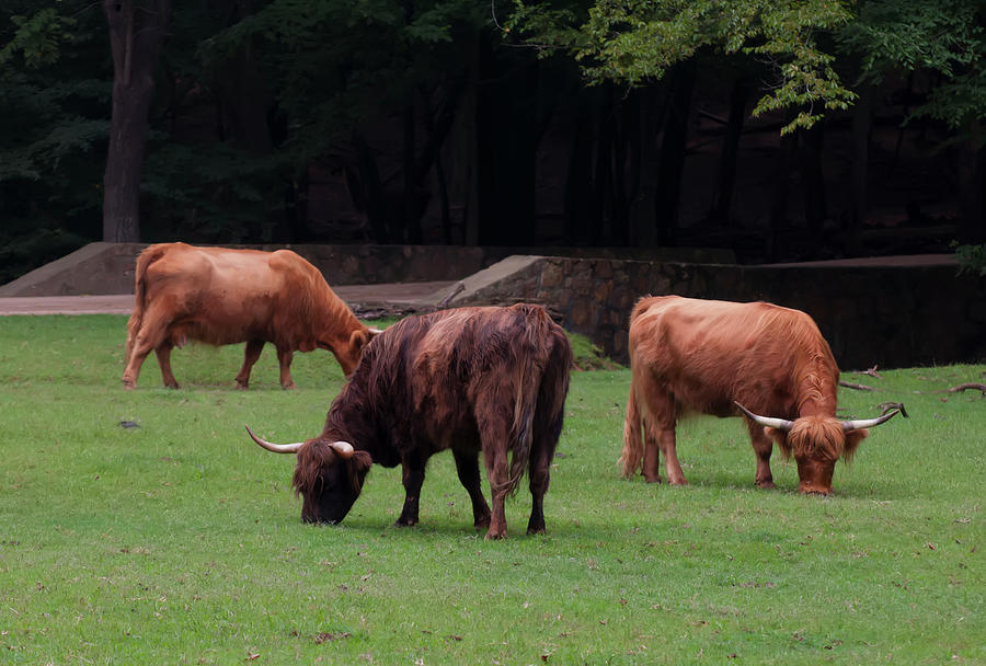 Highlands Cattle 1 Photograph by Flees Photos