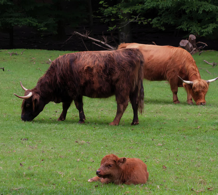 Highlands Cattle And Calf Photograph by Flees Photos