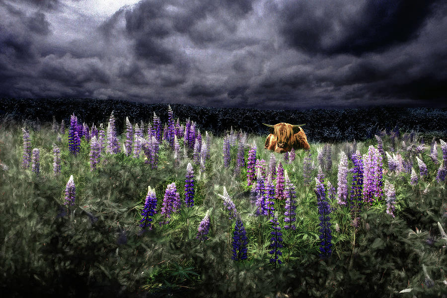HighlandStorm #10 Soft Light on the Lupine Photograph by Wayne King