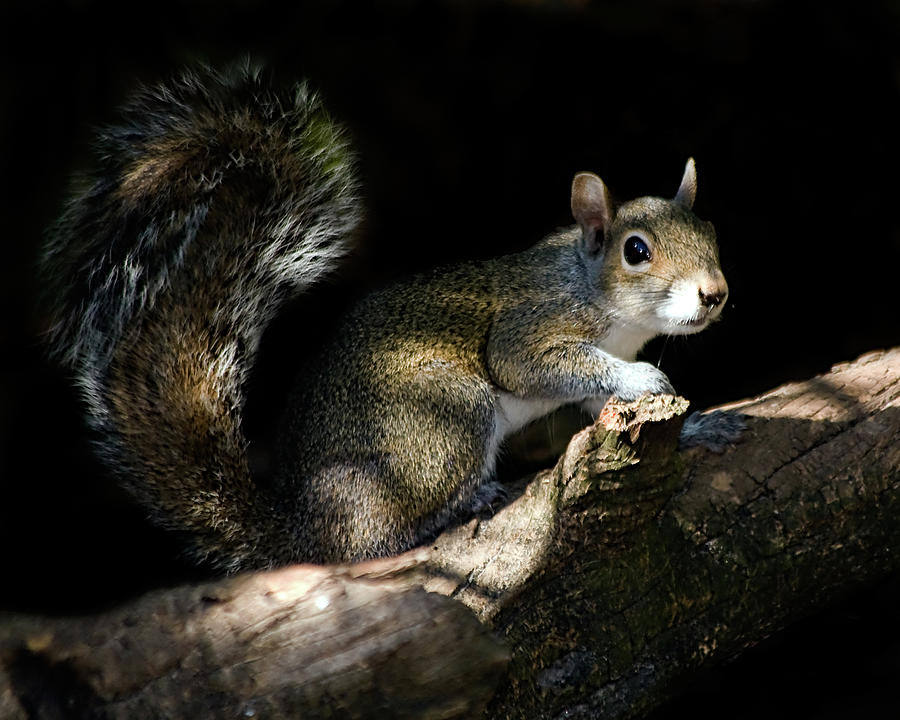 Highlight And Shadowsquirrel Photograph by Don Durfee