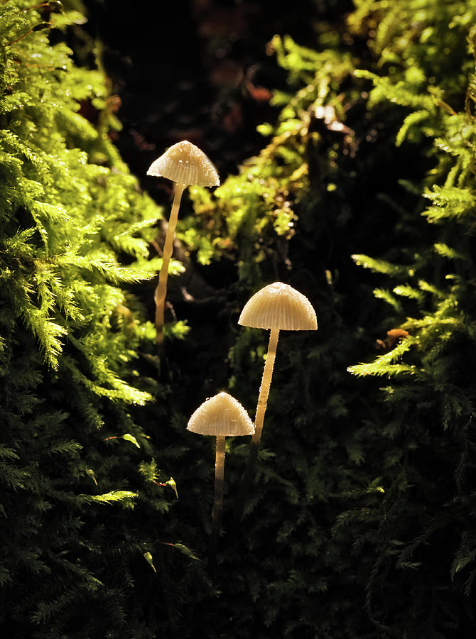 Highlighted Mushroom Trio Photograph by Jean Noren