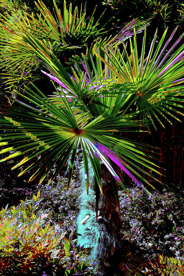 Nature Photograph - Highlighted Palm by Simone Hester
