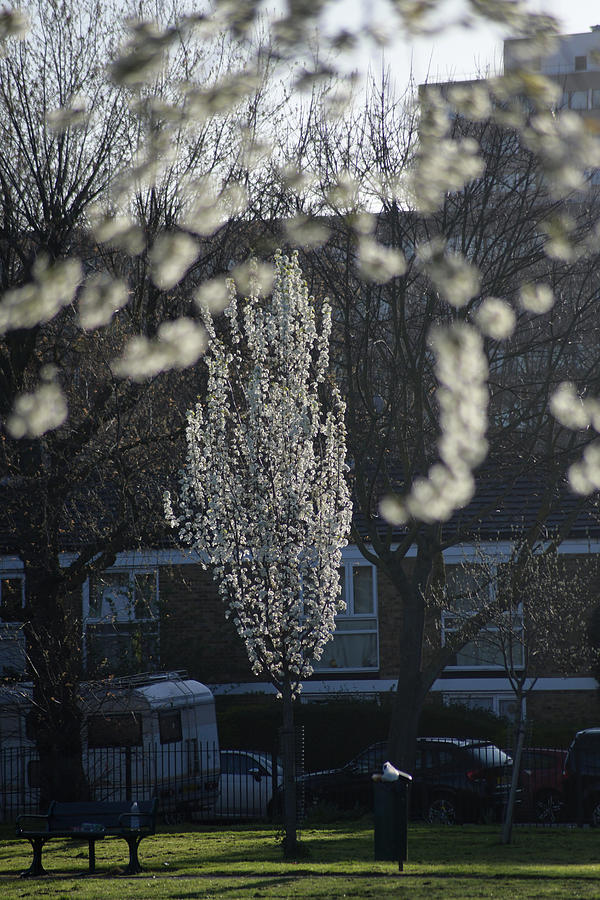 Highlighted Springtime Trees And Cherry Blossom Photograph by Howard Pugh (Marais)