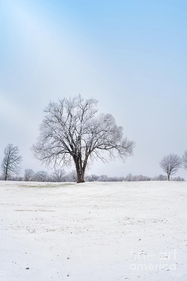Highlighted Winter Oak Tree Photograph by Jennifer White