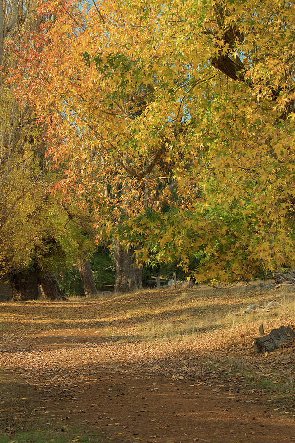 Highlighting Autumn Photograph by Elaine Teague