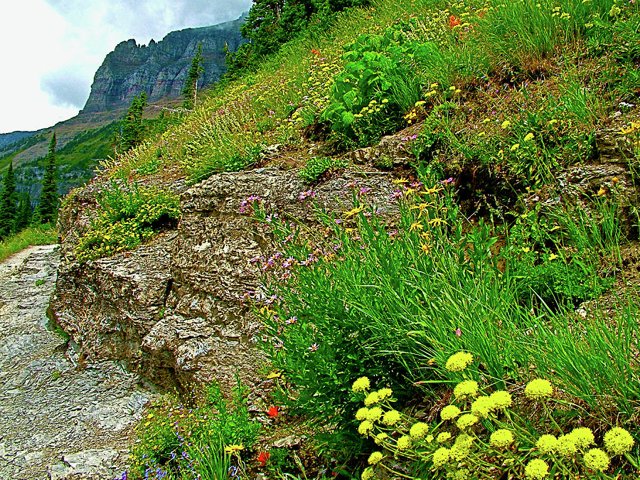 Highline Trail, Glacier National Park, Montana Photograph by Ruth Hager