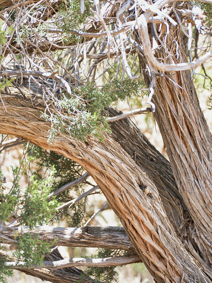 Highly textured tree trunk Photograph by Segura Shaw Photography