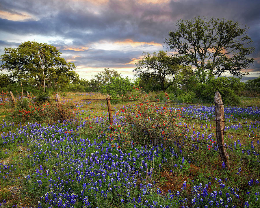 Highway 29 Texas Hill Country Vista  Photograph by Harriet Feagin