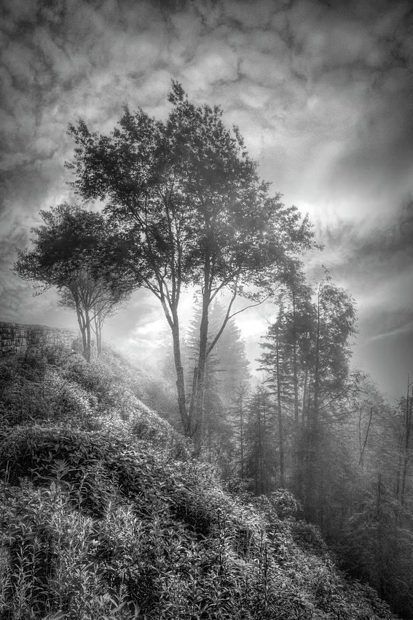 Hike up to Mt LeConte Boulevard Trail Smoky Mountains Black and  Photograph by Debra and Dave Vanderlaan