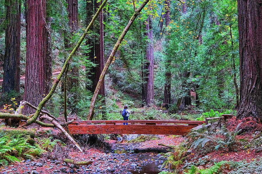 Hiker in Redwood Forest Photograph by Darryl Brooks
