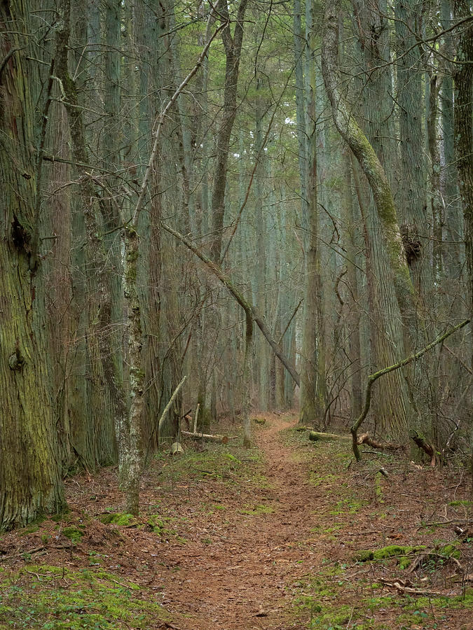 Hiking Among The Cedars Photograph by Kristia Adams