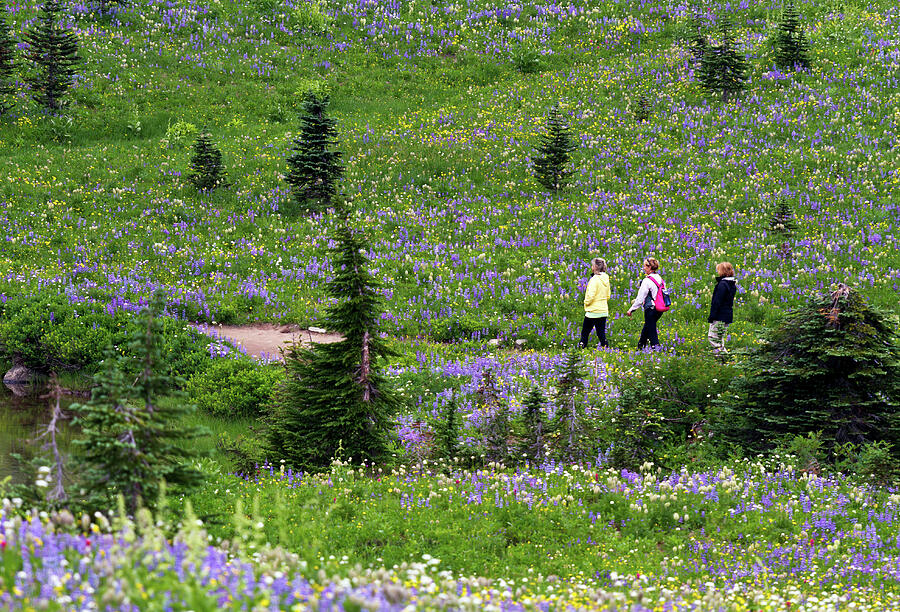 Hiking at Mount Rainier Photograph by Michael Russell Hiking at Mount Rainier Photograph by Michael Russell