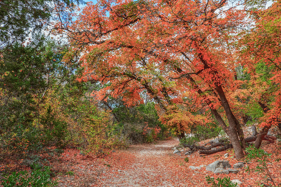 Hiking in Lost Maples - Texas Hill Country 1112 Photograph by Rob ...