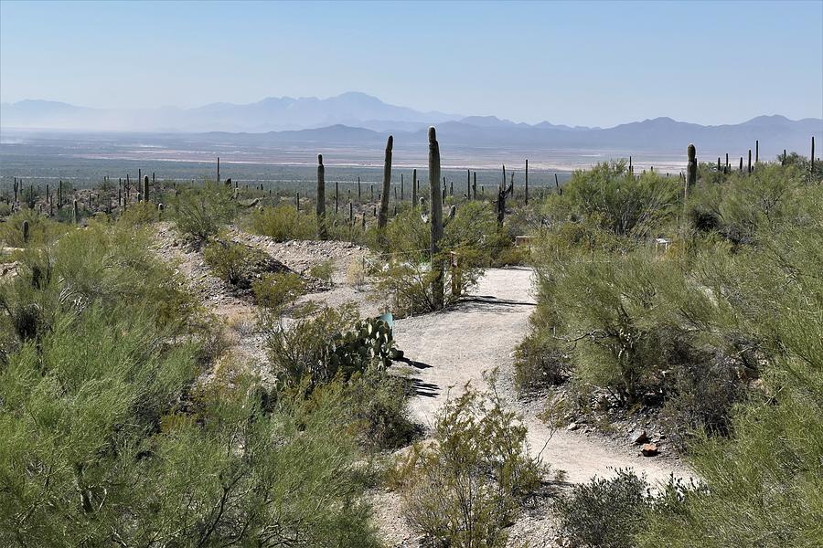 Hiking in the Sonoran Desert Photograph by Vicky Sweeney - Pixels