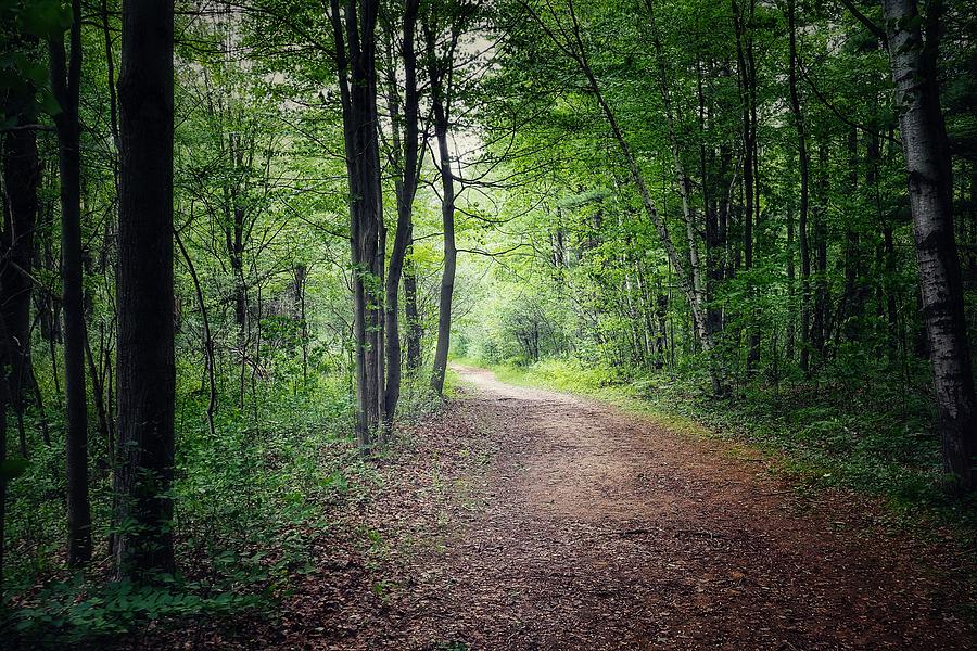 Hiking in the Woods Photograph by Frederick Belin - Fine Art America