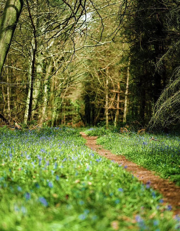Tree Photograph - Hiking Path With Bluebells by Sandi OReilly