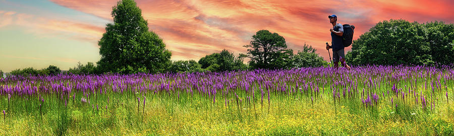 Hiking Through Blue Ridge Flowers panorama 808 Photograph by Dan Carmichael