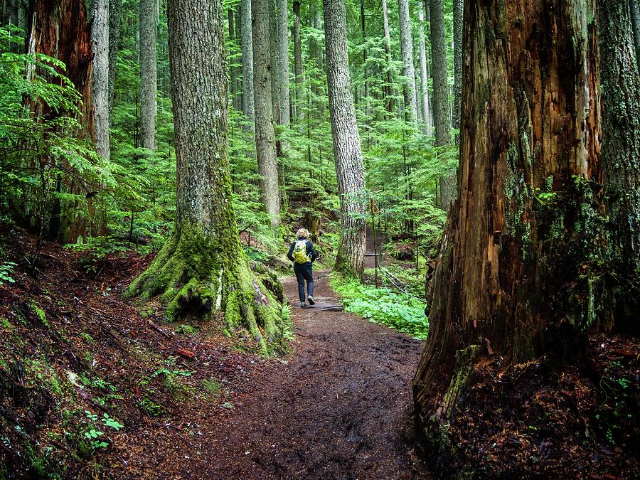 Hiking through the forests at Mount Rainier National Park. Photograph by Walt Sterneman