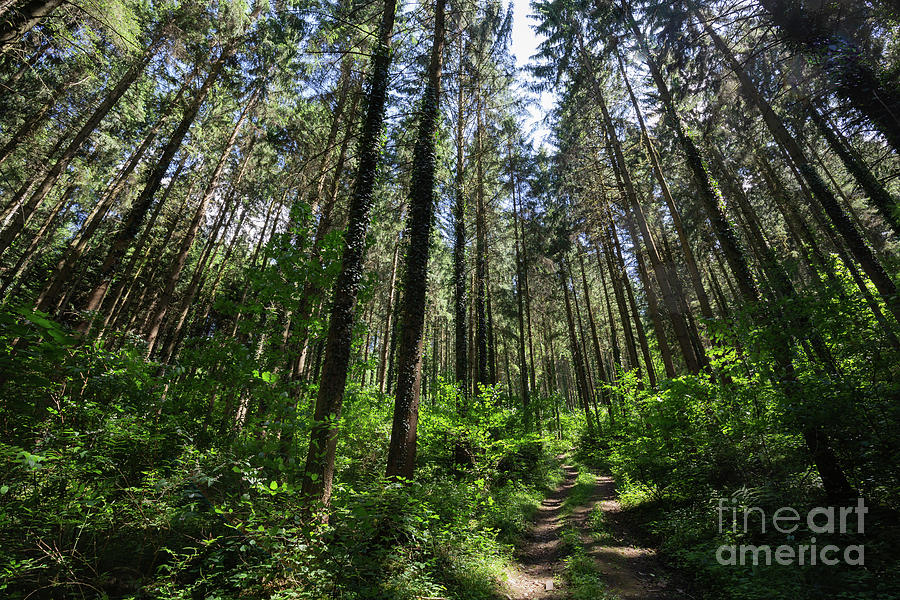Tree Photograph - Hiking Trail by Eva Lechner