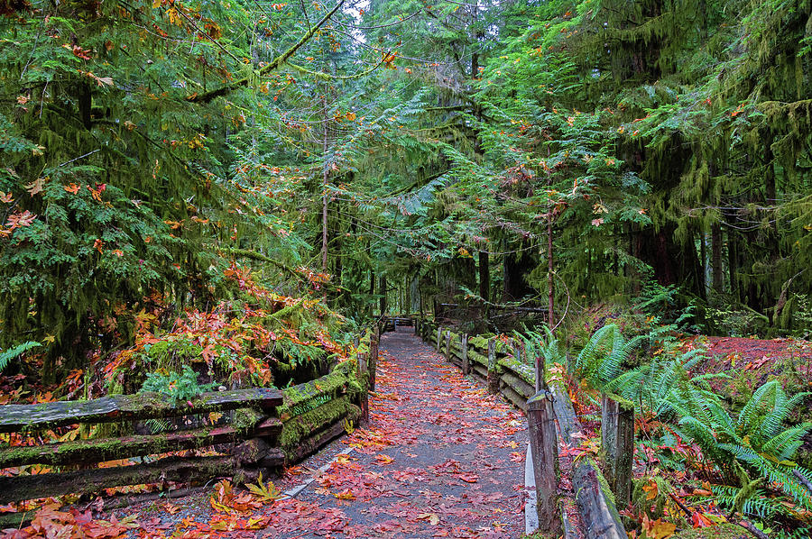 Hiking Trail in Cathedral Grove  Photograph by Alex Lyubar