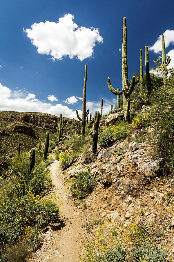 Hiking trail through the flowering desert Photograph by Craig A Walker