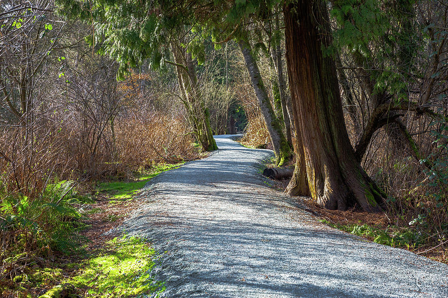 Hiking Trail through the spring Forest Photograph by Alex Lyubar