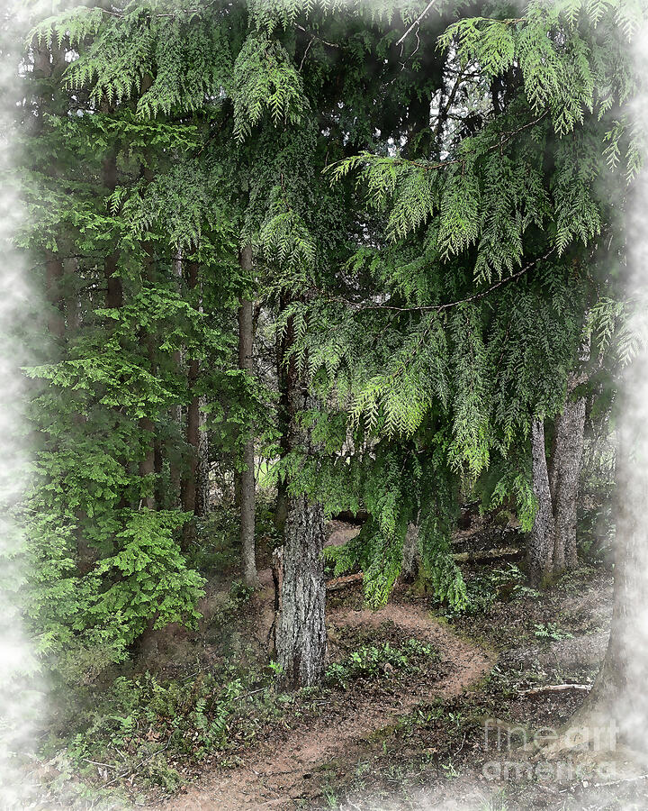 Seattle Digital Art - Hiking Trail Winding Through The Trees by Kirt Tisdale