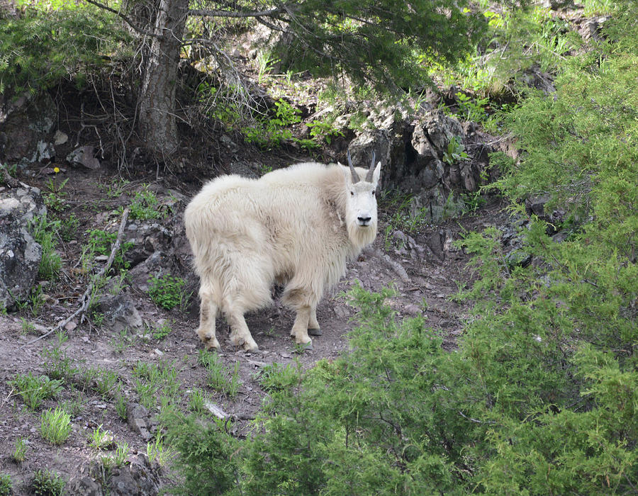 Hiking With The Mountain Goats Photograph