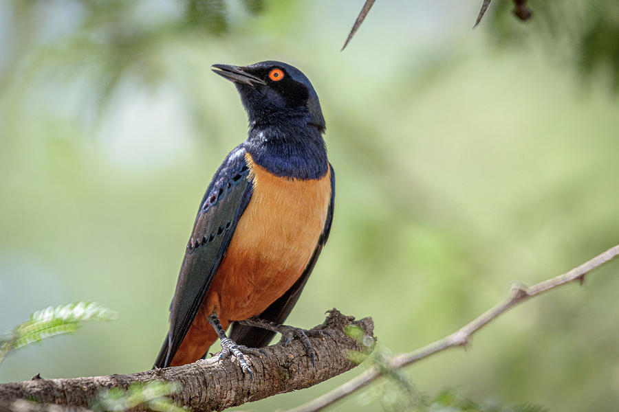 Hildebrandts Starling on Perch Photograph by Adrian O Brien
