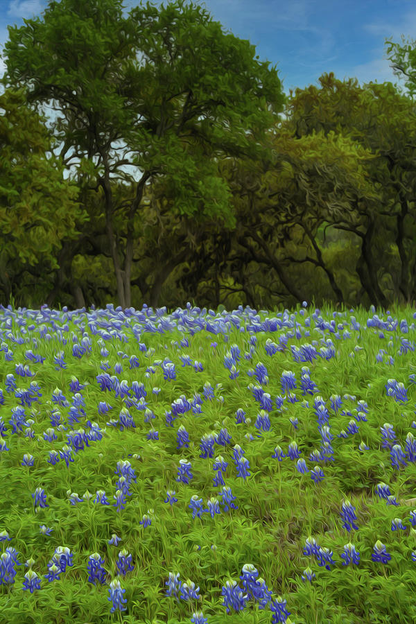 Hill Country Blue Bonnets Oil Edition Photograph