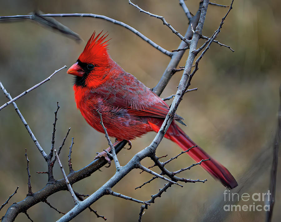 Hill Country Cardinal Photograph by Ron Long Ltd Photography