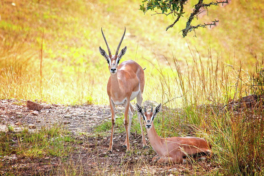Hill Country Gazelle at Rest Photograph by Lynn Bauer
