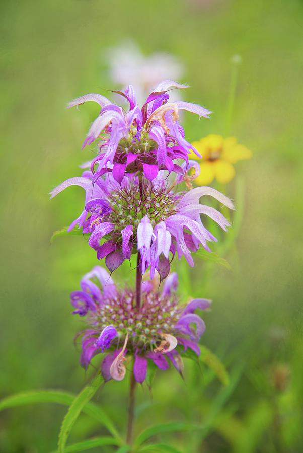 Hill Country Horsemint Photograph by Lynn Bauer
