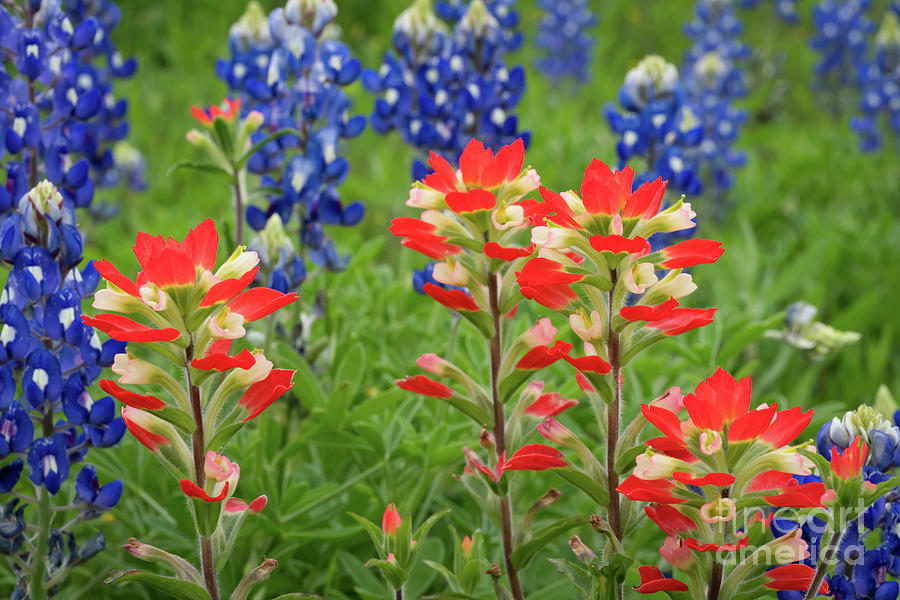 Hill Country Indian Paintbrush and Bluebonnets Photograph by Bee Creek ...