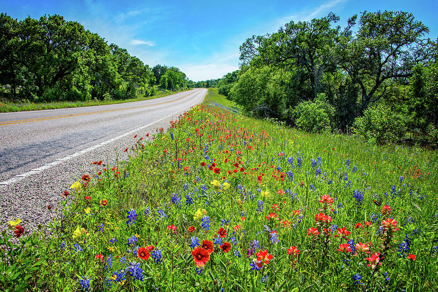 Hill Country Roadside Widlflowers Photograph by Lynn Bauer